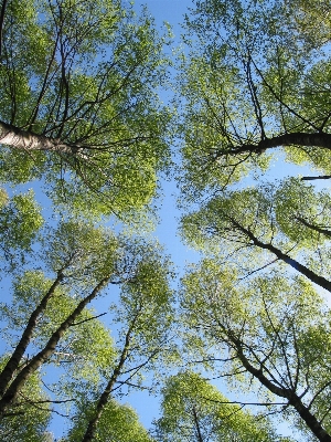 Foto Paesaggio albero natura foresta