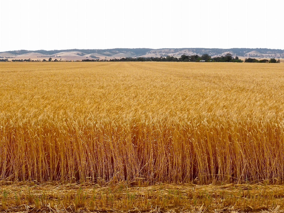 Plant field farm barley