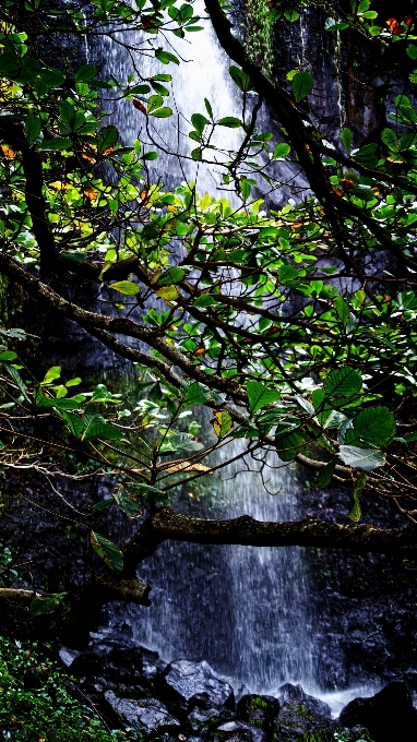 Landscape tree water nature