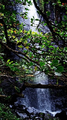 Landscape tree water nature Photo