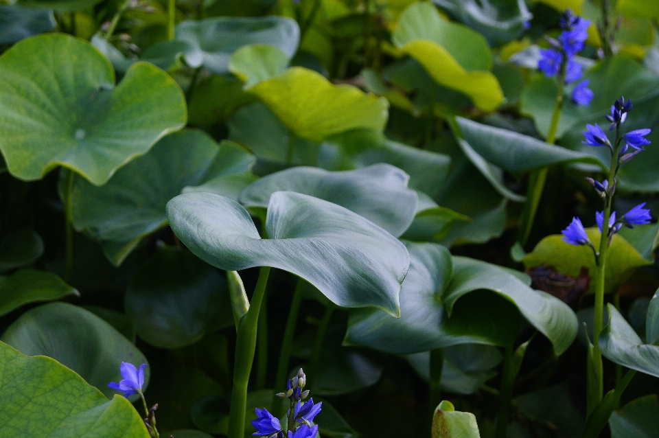 Nature usine feuille fleur