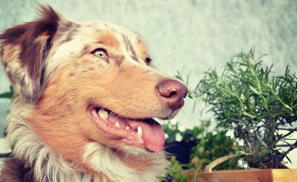 白 子犬 犬 動物