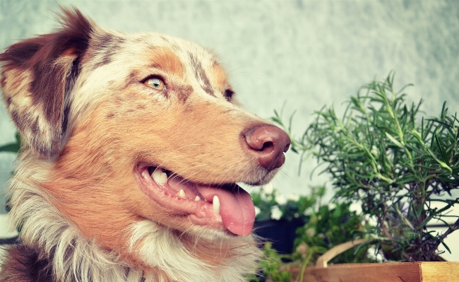 Beyaz köpek yavrusu hayvan Fotoğraf