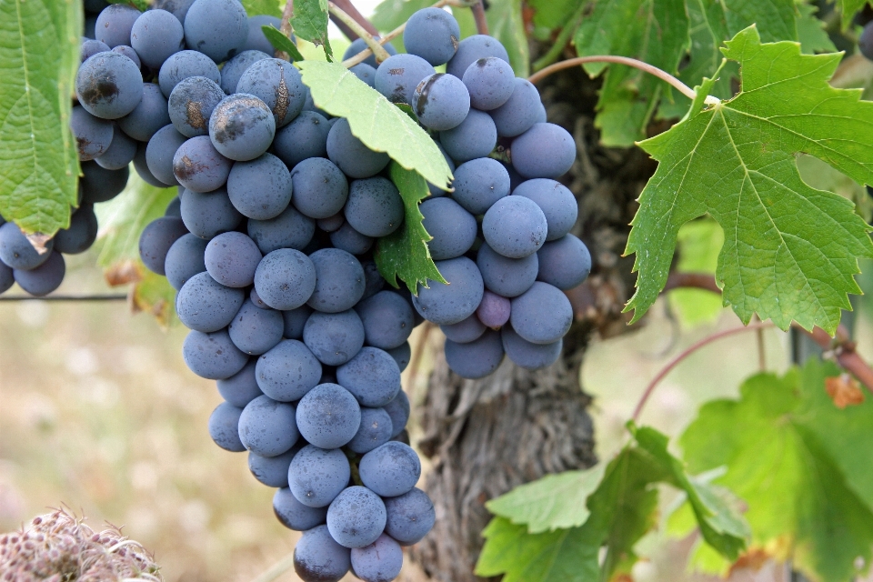 Anlage traube weinberge frucht