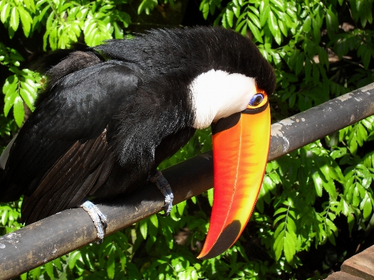 Nature forest bird wildlife Photo