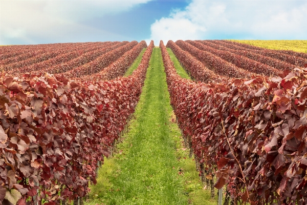 Nature plant vine vineyard Photo