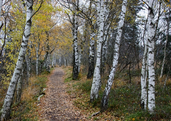 Tree nature forest branch Photo