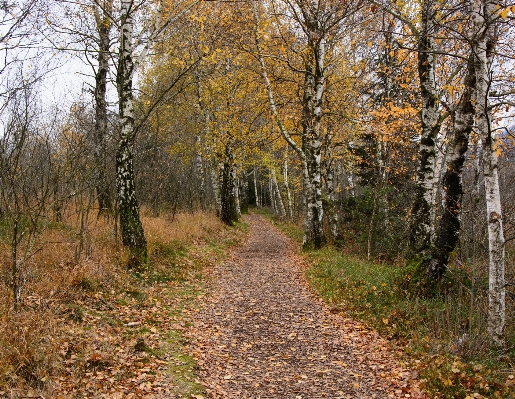 Tree nature forest wilderness Photo