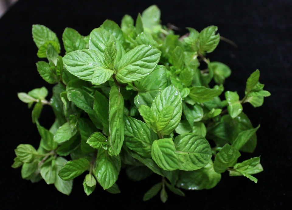 Planta hoja flor alimento