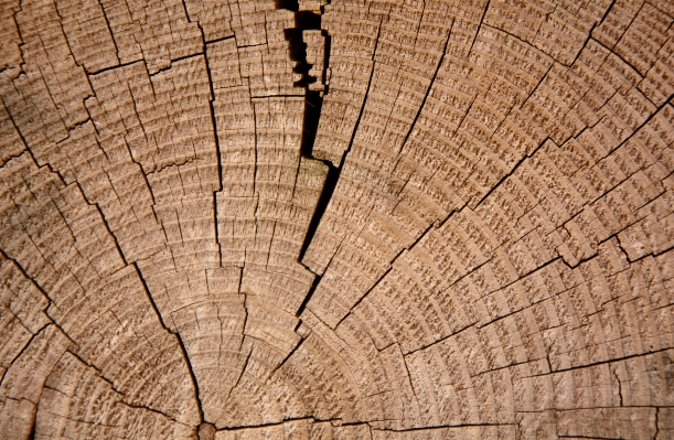 Tree structure plant wood Photo