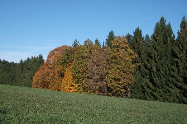 Landscape tree nature forest Photo