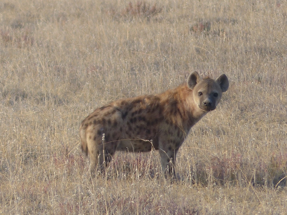 прерия
 дикая природа млекопитающее fauna