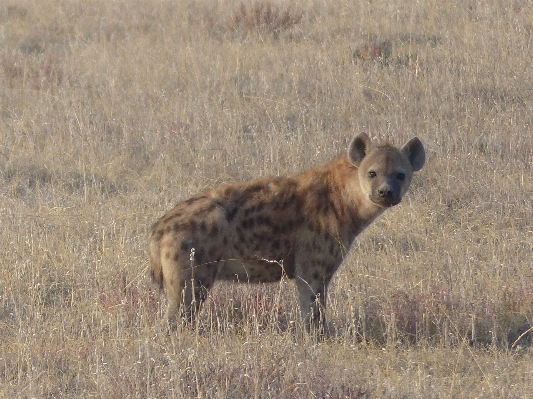 Prairie wildlife mammal fauna Photo