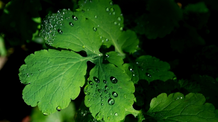 木 露 植物 葉 写真