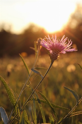 Nature grass branch blossom Photo