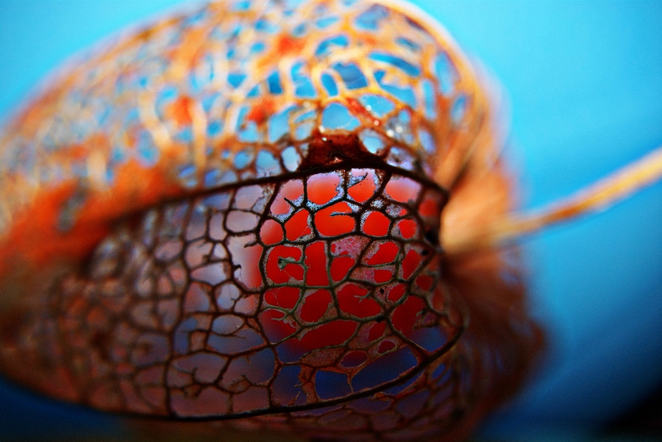 Hand orange food lantern