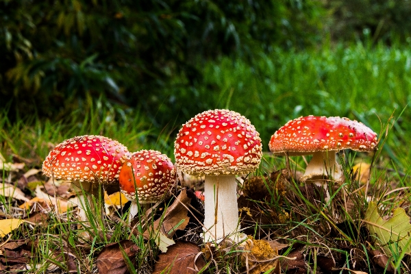 Natur wald blume geschenk Foto