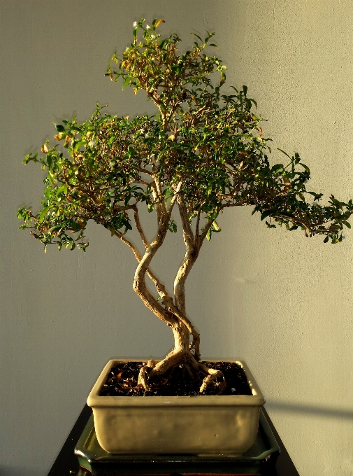 Baum natur zweig wachstum