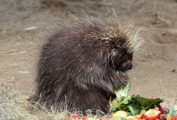 Cute wildlife mammal rodent Photo