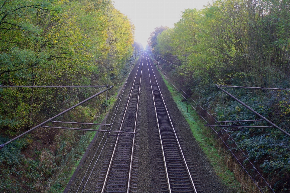 Wald horizont schiene eisenbahn