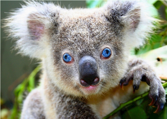 Foto Animal bonitinho urso animais selvagens