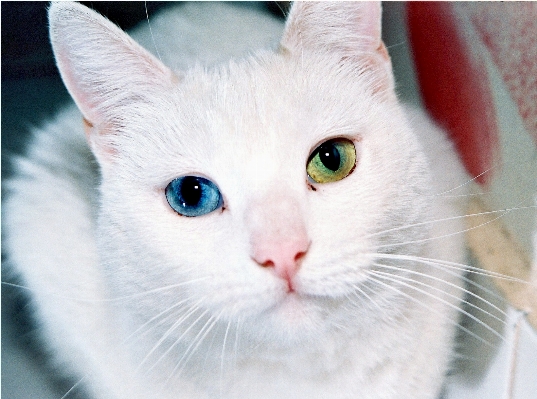 White kitten cat feline Photo