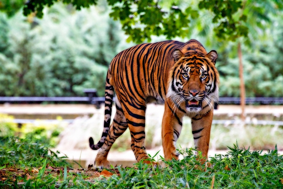 Natureza grama andando animais selvagens