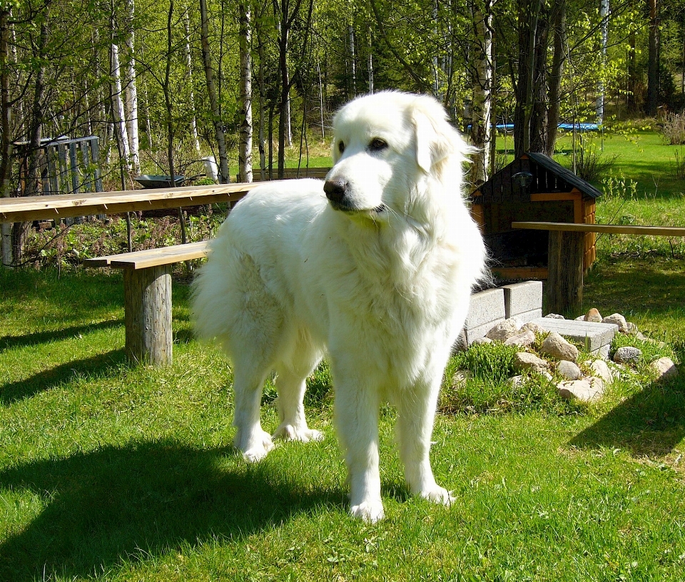 White dog canine calm