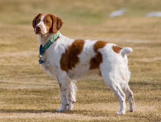 Foto Anjing anjing
 atletis mamalia