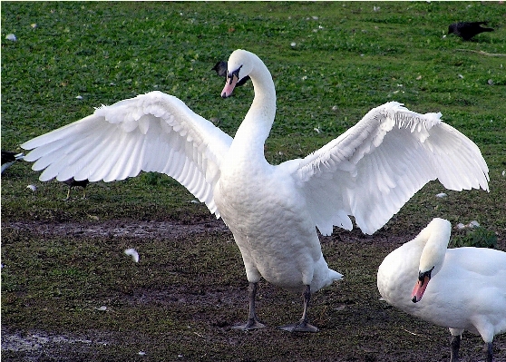 Bird wing white wildlife Photo