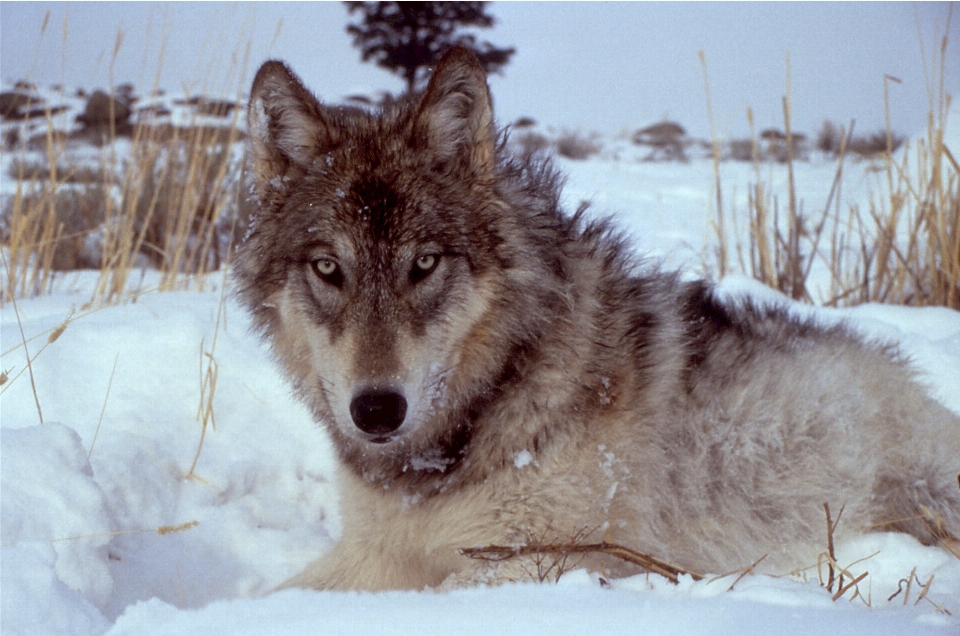 Nieve invierno perro canino
