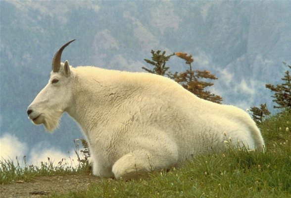 Male wildlife wild horn Photo