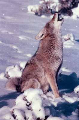 Foto Nieve invierno fauna silvestre pelo