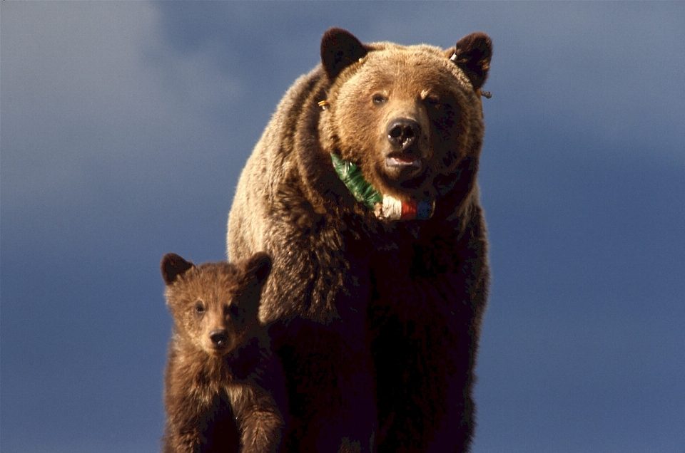 Grama região selvagem
 animal urso