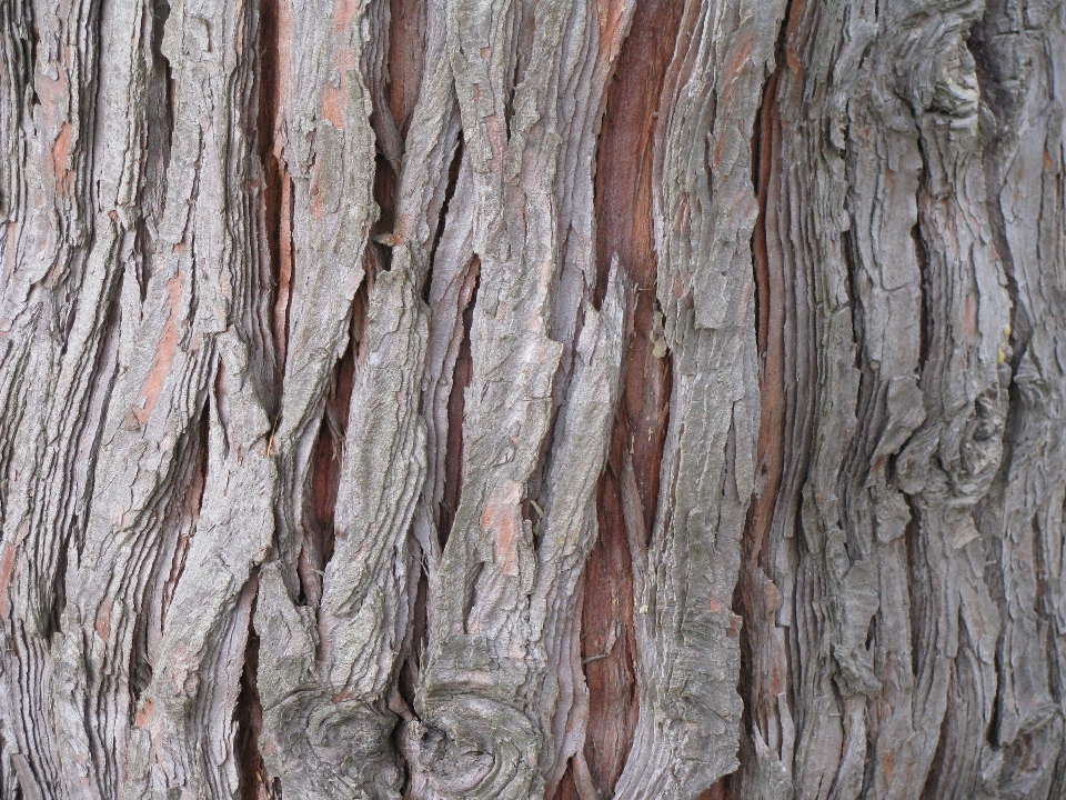 Arbre bifurquer usine bois