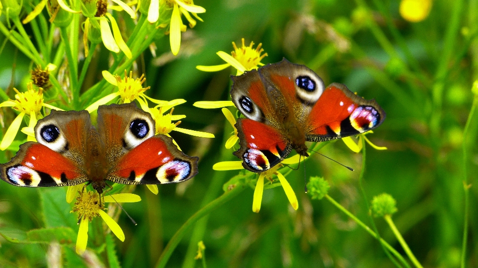 Natureza grama prado
 flor