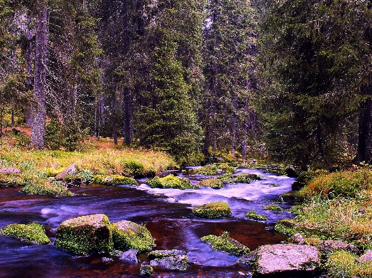 Foto Paisaje árbol agua naturaleza