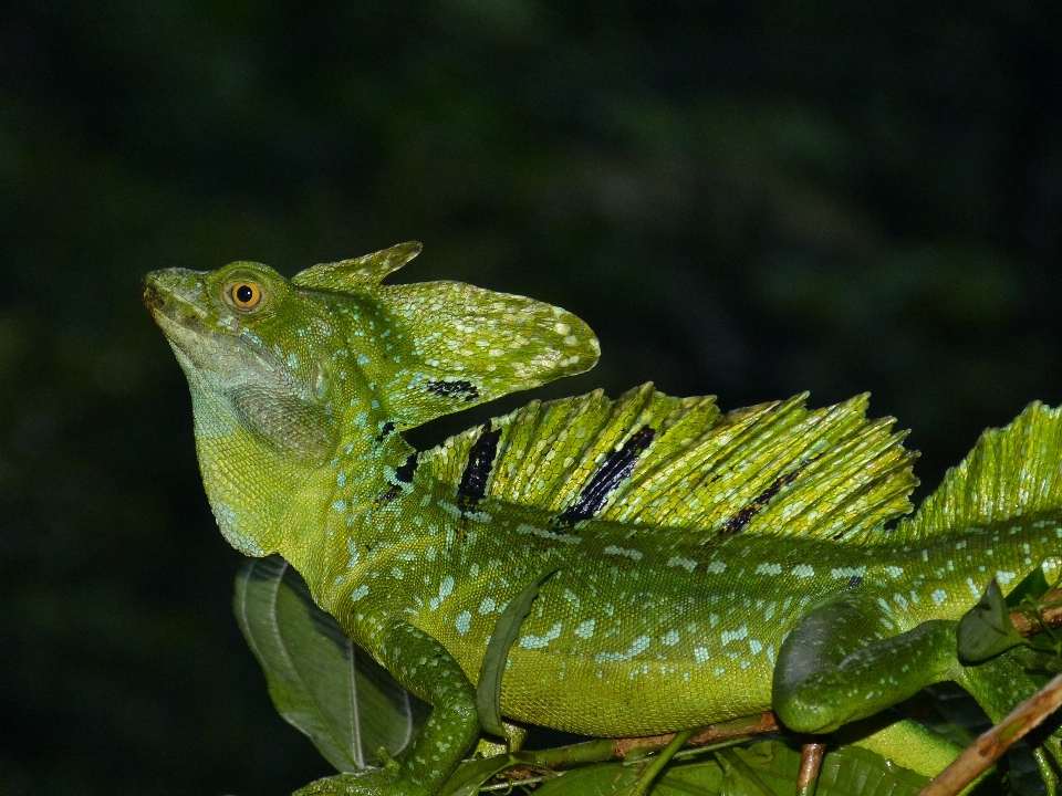 Nature animal faune vert