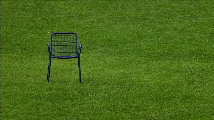 Grass plant lawn meadow Photo