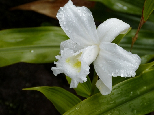 Landscape nature blossom plant Photo