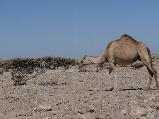 Foto Paisagem areia árido
 deserto