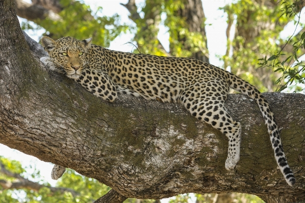 Natur wildnis
 tierwelt katze Foto