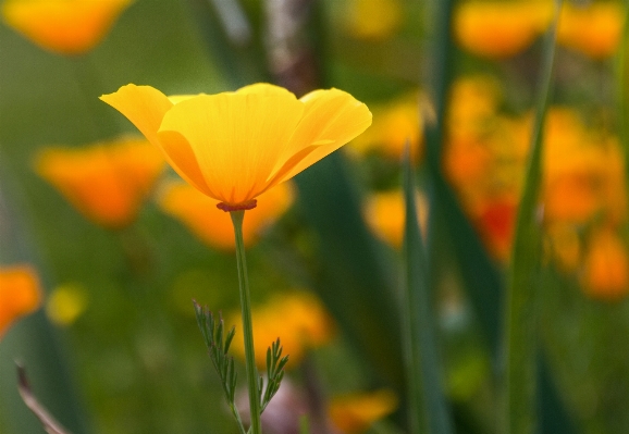 Nature plant field meadow Photo