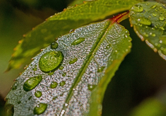 水 自然 ブランチ 落とす 写真