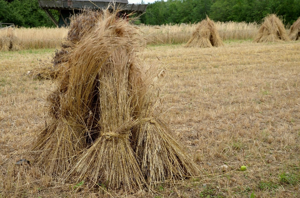 Erba pianta fieno campo