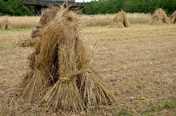 草 植物 干し草 分野 写真