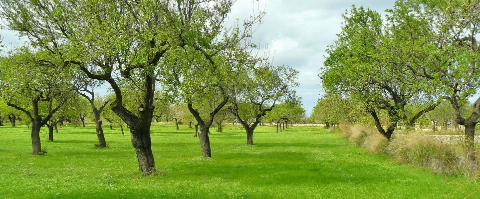 Landschaft baum natur gras Foto