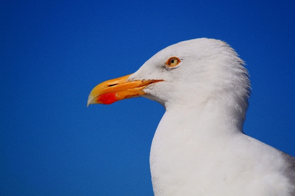 Nature bird wing sky Photo