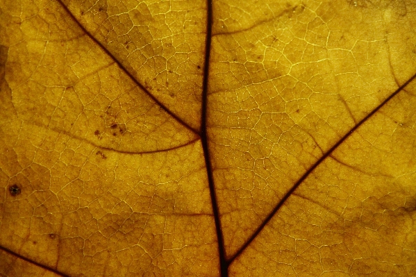 Tree nature branch structure Photo