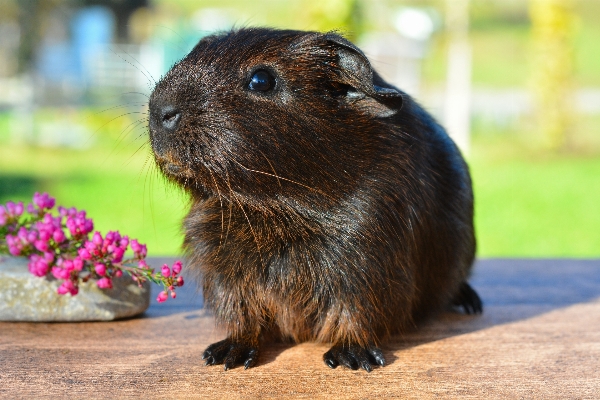 Foto Mamalia hewan pengerat fauna marmot
